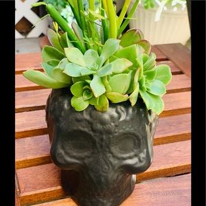 Skull Pot with Succulents